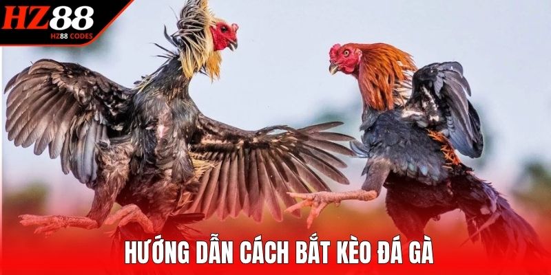 Hướng dẫn cách bắt kèo đá gà