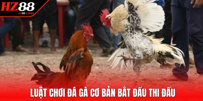 Luật chơi đá gà cơ bản bắt đầu thi đấu