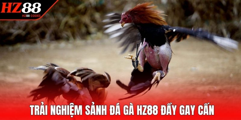 Trải nghiệm sảnh đá gà HZ88 đầy gay cấn